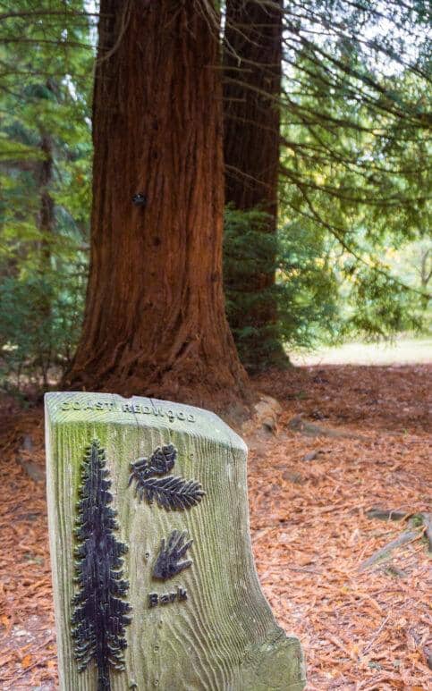 A large redwood tree in Blackwater Arboretum stands tall, with a wooden sign in the foreground displaying engravings of a redwood branch, leaf, and the word “Bark.” Brown pine needles carpet the ground.