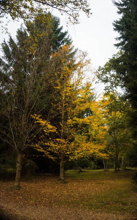 blackwater arboretum new forest walk