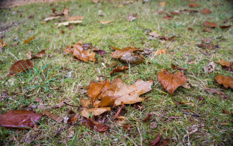Several brown, fallen leaves scattered across a patch of green grass at Blackwater Arboretum, indicating the transition from summer to autumn. The slightly damp grass adds a fresh look to the scene.