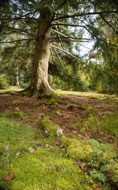 blackwater arboretum new forest walk