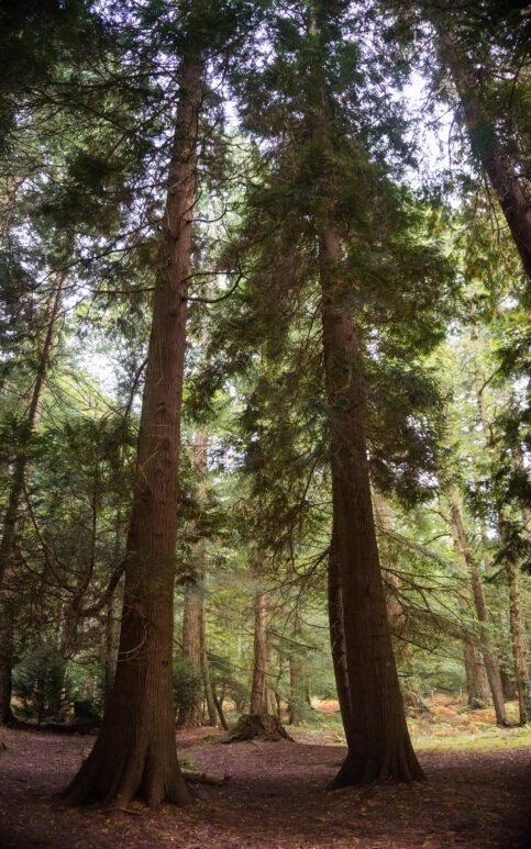 blackwater arboretum new forest walk