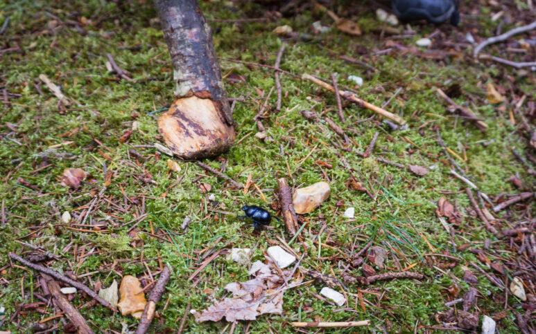 blackwater arboretum new forest walk