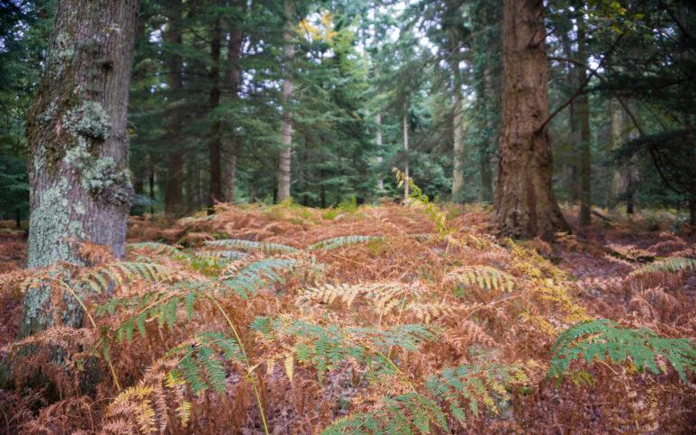 blackwater arboretum new forest walk