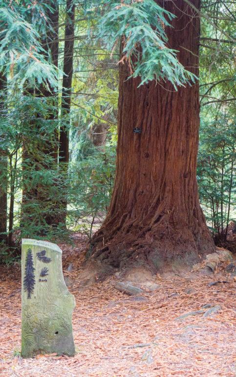 A large redwood tree stands in the Blackwater Arboretum forest with a wooden plaque featuring an illustration of a redwood in the foreground. The ground is carpeted with fallen pine needles.
