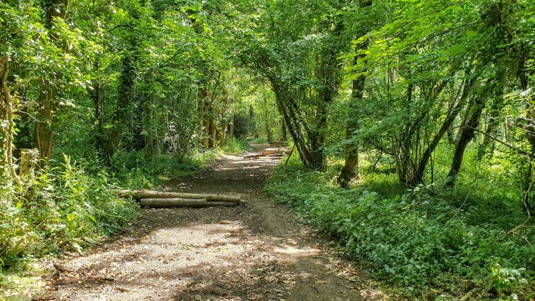 A sunlit dirt path winds through a lush green forest on the Owslebury circular walk, with logs and branches scattered on the ground. Trees and dense foliage arch over the trail, casting dappled shadows along the way.