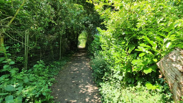 A sunlit dirt path runs through dense green foliage on the Owslebury circular walk, with a metal fence on the left and leafy bushes and trees creating a tunnel of greenery overhead.