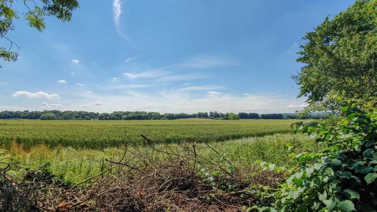 A bright, sunny day over a vast green field bordered by trees sets the scene for the Owslebury circular walk. Bushes and branches are visible in the foreground, with a blue sky and scattered clouds above the horizon.