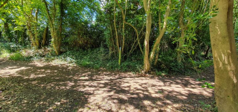 Sunlight filters through the leaves of tall trees along the Owslebury circular walk, casting dappled shadows on a dirt path and green undergrowth. Dense foliage and climbing plants cover the ground and tree trunks.