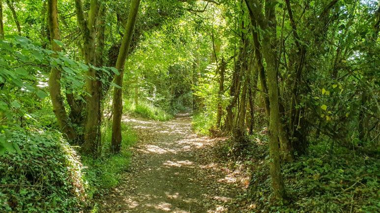 A sunlit dirt path winds through a lush, green forest along the Owslebury circular walk, with dense trees arching overhead and casting dappled light and shadows on the ground.