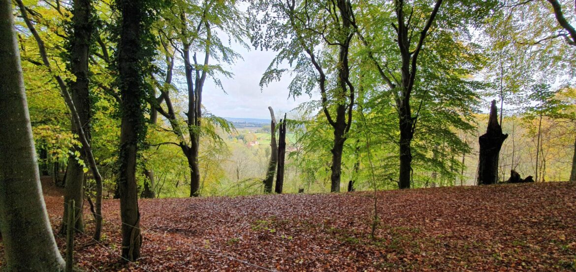 A view through a forest with tall trees and green-yellow leaves, reminiscent of the Buriton Chalk Pit walk. The ground is covered in fallen leaves, with an opening in the distance revealing fields and a cloudy sky.