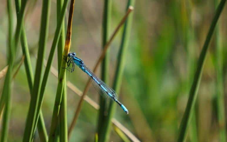 A blue damselfly perched on a green blade of grass, surrounded by tall, slender grass stems with a soft, blurred background.