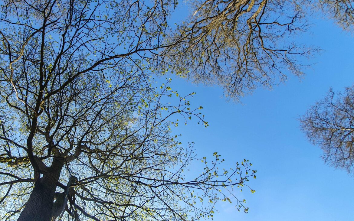 Chilled-Out Summer In Cambridge: Best Spots To Sit & Enjoy View looking up at tall trees with budding green leaves against a clear blue sky. Branches extend outward, with some still bare, creating a natural frame around the sky.