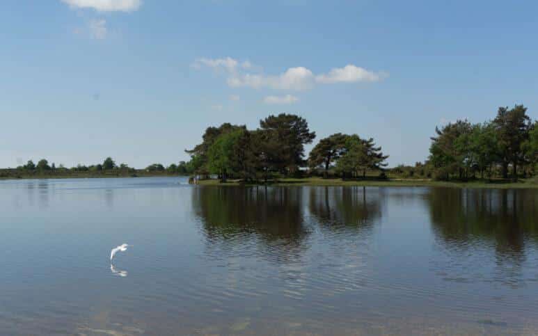 Hatchet Pond New Forest