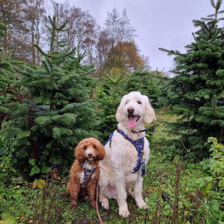 Two fluffy dogs, one small and brown and the other large and white, sit side by side on grass among green Wylds Christmas tree pines. The white dog is panting with its tongue out under the overcast sky.
