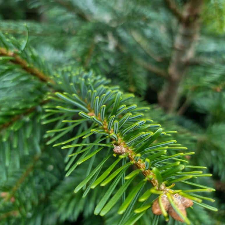 A close-up of a green pine branch with needle-like leaves, set against a blurred background of similar branches and foliage.