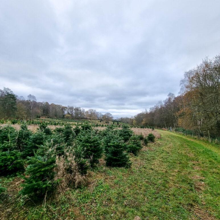 A field of young evergreen trees grows beside a grassy path, with leafless trees and cloudy skies in the background, creating a wintry countryside scene.