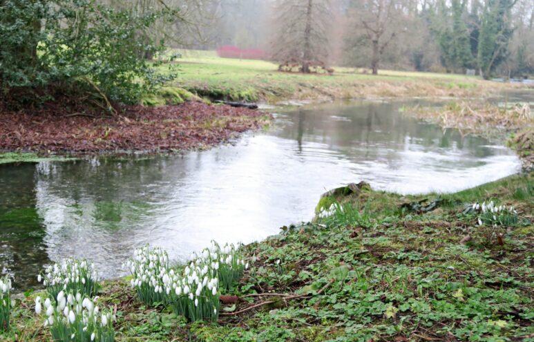 Welford Park Snowdrops next to river
