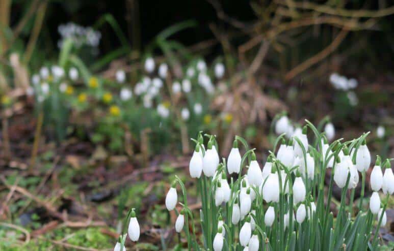 Welford Park Snowdrops