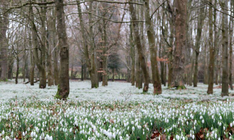Welford Park Snowdrops