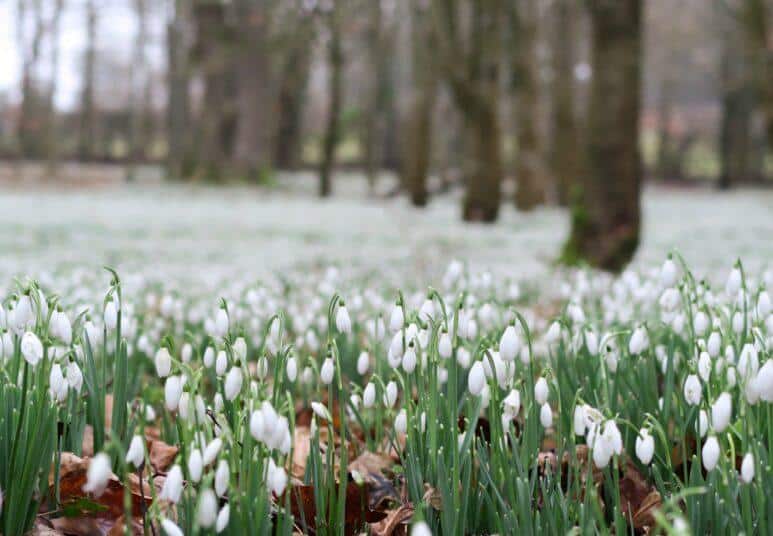 Welford Park Snowdrops