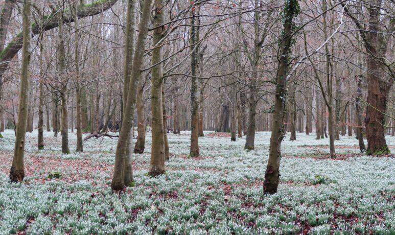 Welford Park Snowdrops