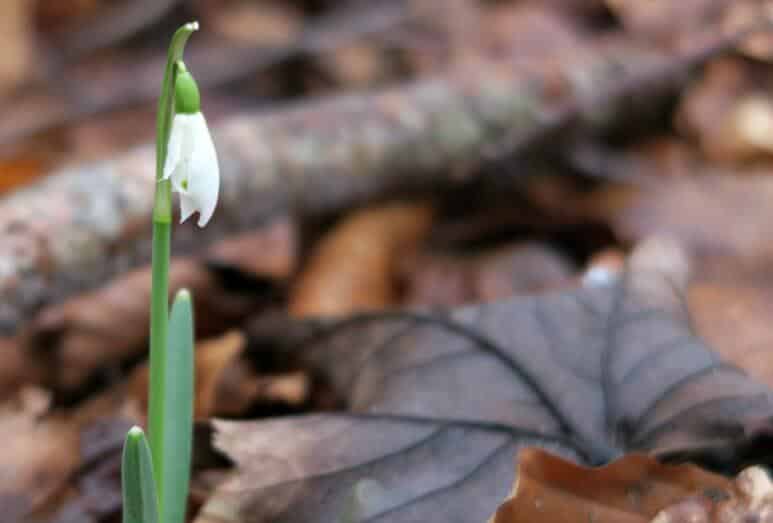 Welford Park Snowdrops