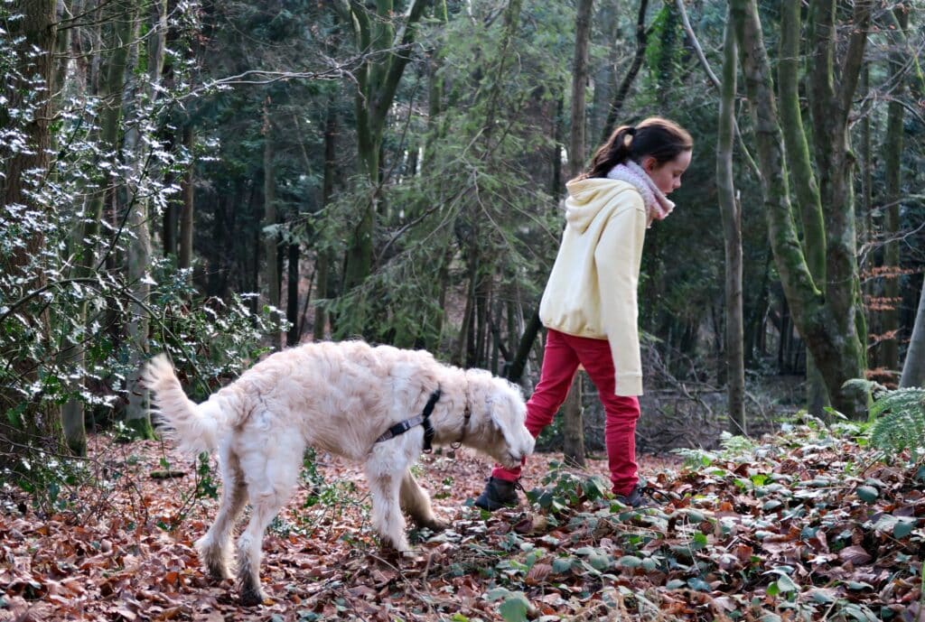 Stoke Park Woods Hampshire