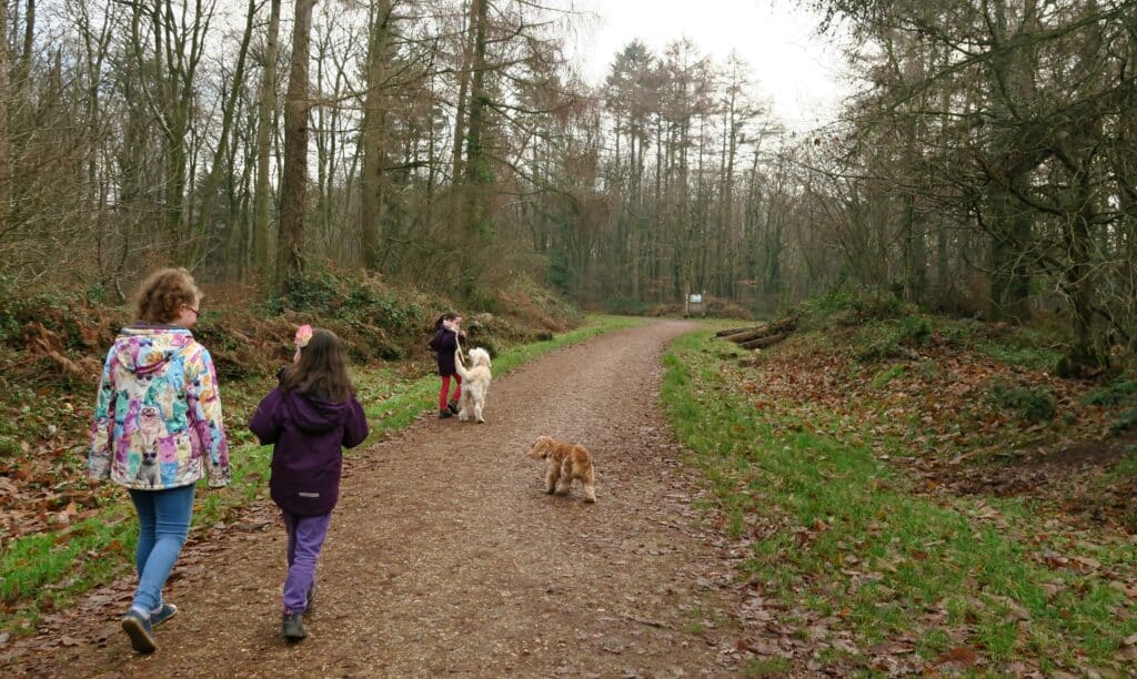 Stoke Park Woods Hampshire