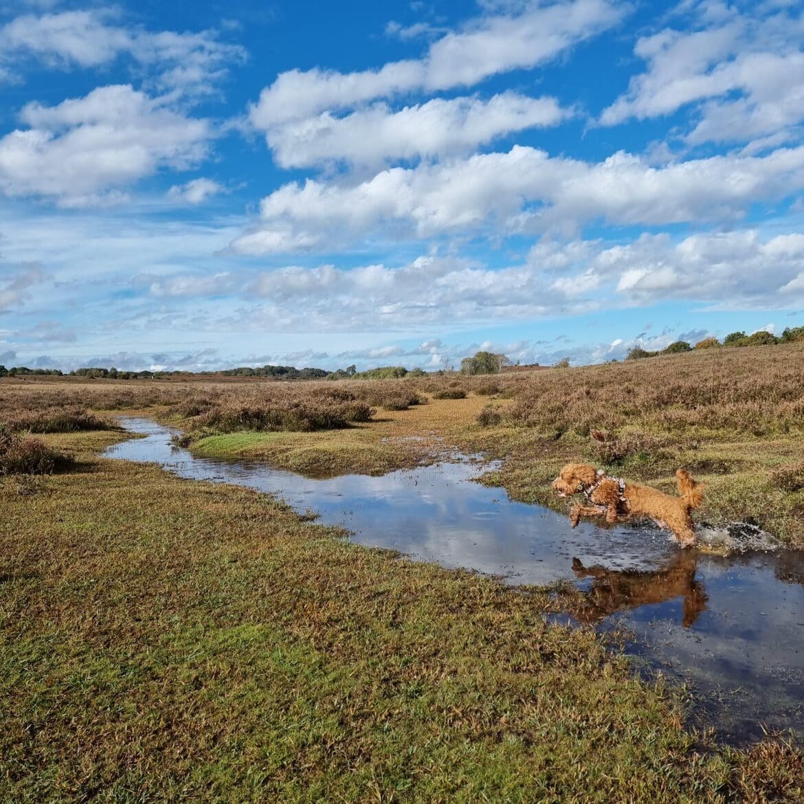 The Ultimate Guide to Finding Pet-Friendly Motorhome Parks A brown dog leaps across a narrow water stream on a grassy, open moor under a blue sky with scattered clouds—perfect for adventures near pet-friendly motorhome parks, where shrubs and distant trees stretch across the horizon.