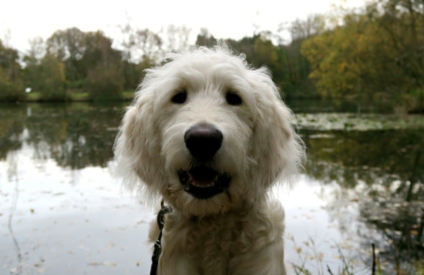 swanwick lakes nature reserve