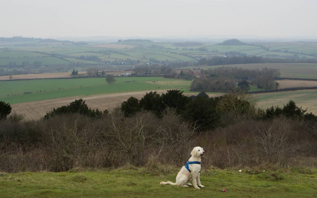 Stockbridge Down walk with dog sitting