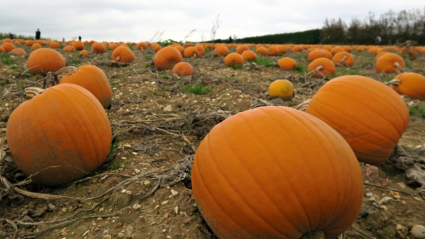 A pumpkin patch with many large orange pumpkins scattered across a field of soil and dry vines under a cloudy sky, showcasing Pickwell Farm pumpkins. Trees and people can be seen in the distance.