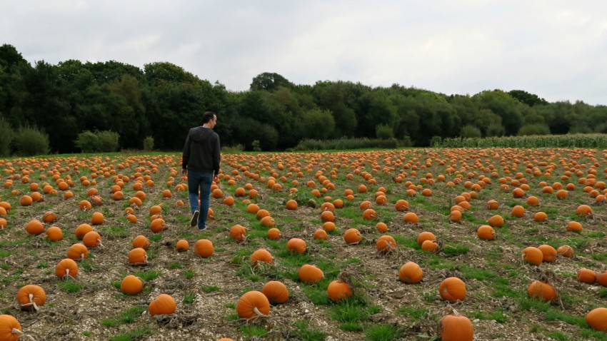 A person walks through the Pickwell Farm pumpkins patch scattered with orange pumpkins, with trees and foliage in the background under a cloudy sky.