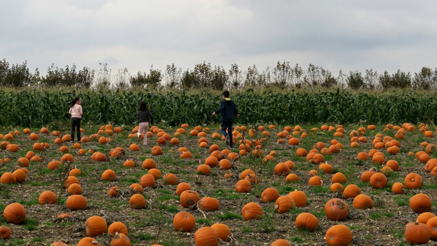 Three children walk through Pickwell Farm pumpkins scattered across a pumpkin patch, with tall green maize plants and cloudy skies in the background.