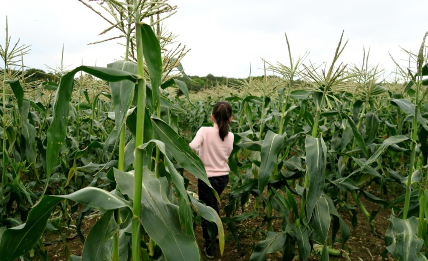 A person with long hair, wearing a light pink top, stands facing away in the middle of a green maize field at Pickwell Farm Pumpkins under a cloudy sky.