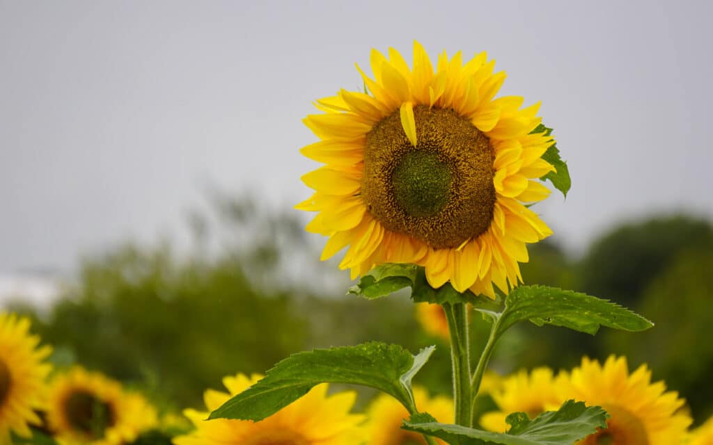 Sopley Farm Sunflowers. A field full of sunflowers