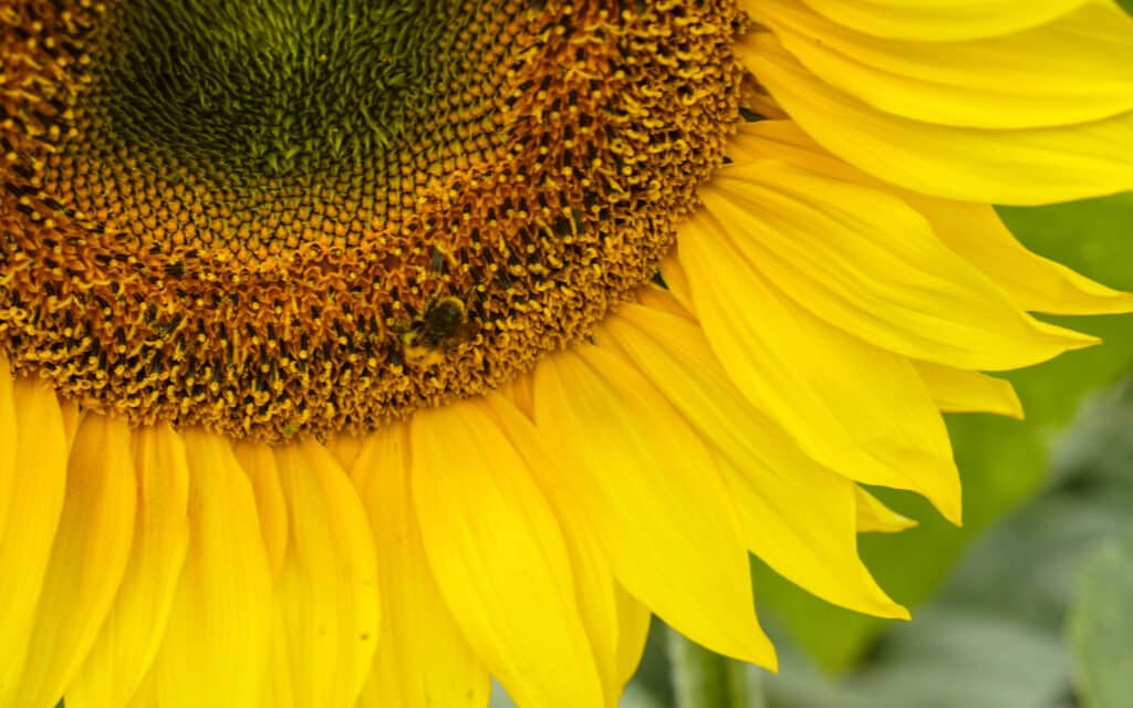 Sopley Farm Sunflowers.A close up of a sunflower