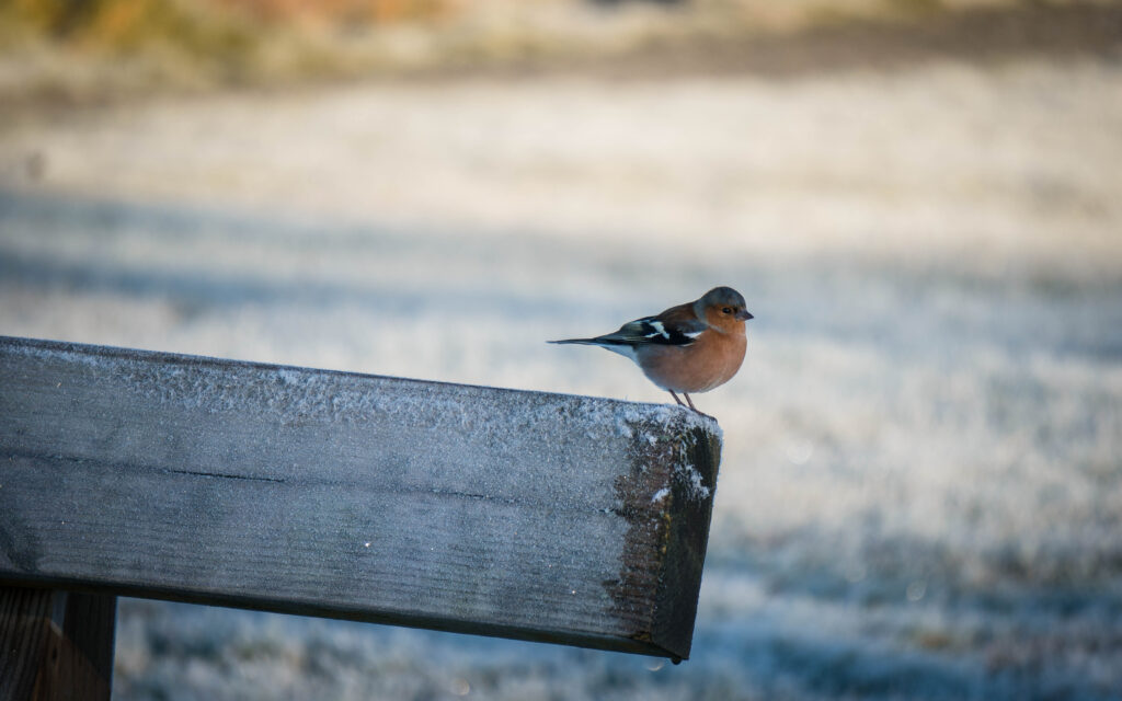A small bird with a brownish-orange chest and black and white wings is perched on the frosty edge of a wooden bench with a blurred background.
