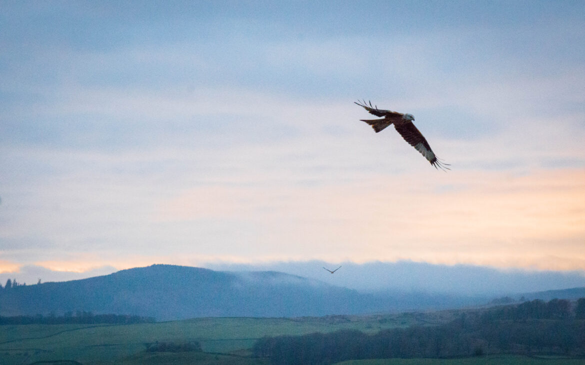 RSPB Arne – Poole: A wildlife haven on the Dorset coast A bird of prey soars in the sky at dusk above rolling green hills and distant mountains near RSPB Arne, with soft clouds and a pastel sunset in the background.