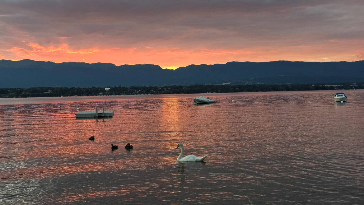 A swan and three ducks swim on a calm lake at sunset, with boats floating nearby. The sky glows orange and pink, reflecting on the water, and mountains form a dark silhouette in the background.