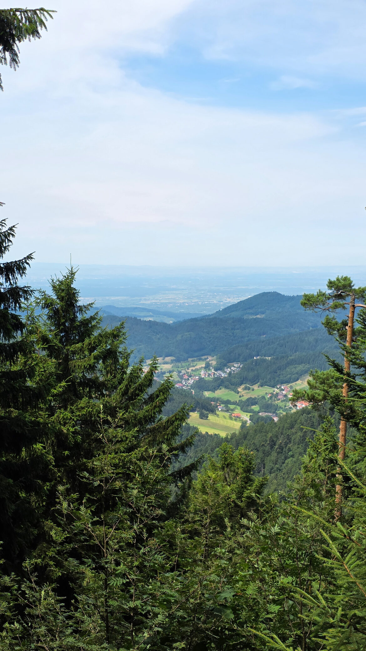 View from a forested hillside with tall evergreen trees in the foreground, overlooking a green valley dotted with houses and fields in Portugal, and distant hills under a partly cloudy sky.